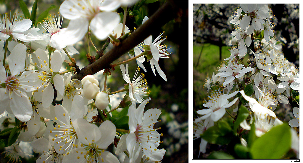 Spring