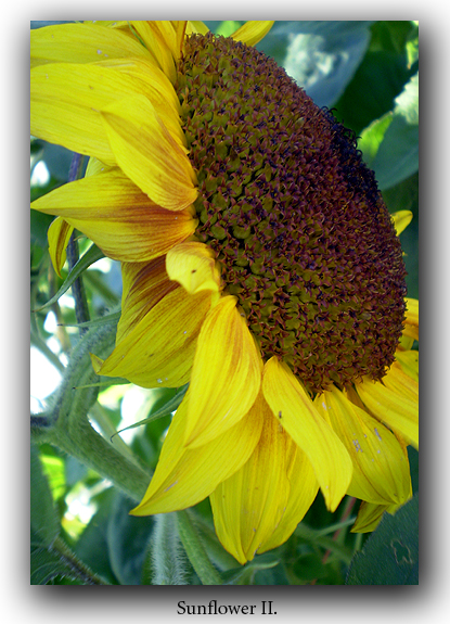 Sunflower 2