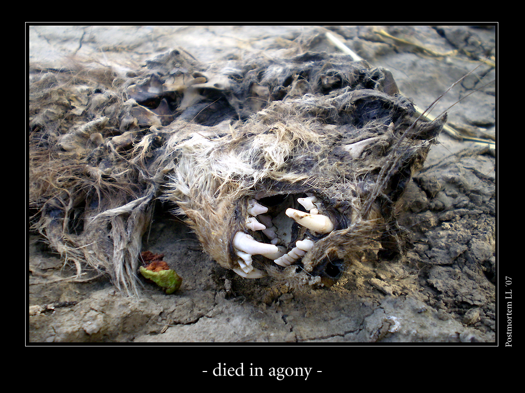 Died in agony