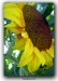 Sunflower 2